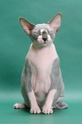 Picture of Blue & White Sphynx, front view