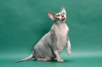 Picture of Blue & White Sphynx licking lips