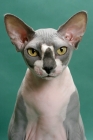 Picture of Blue & White Sphynx portrait