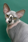 Picture of Blue & White Sphynx portrait