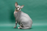 Picture of Blue & White Sphynx sitting on green background