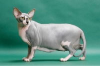 Picture of Blue & White Sphynx