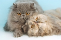 Picture of blue and blue cream persian cat