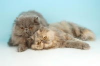 Picture of blue and blue cream persian cat, lying together