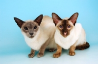 Picture of blue and chocolate siamese cats