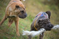 Picture of blue and fawn shar pei playing with toy