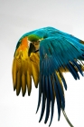 Picture of blue and gold macaw