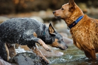 Picture of blue and red Australian Cattle Dogs in water