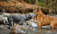 Picture of blue and red Australian Cattle Dogs in river