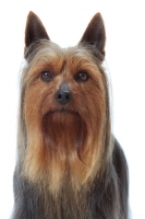 Picture of blue and tan Australian Champion Silky Terrier, portrait on white background