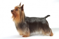 Picture of blue and tan Australian Champion Silky Terrier