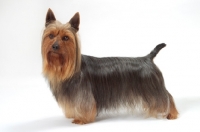 Picture of blue and tan Australian Champion Silky Terrier