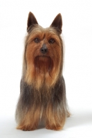 Picture of blue and tan Australian Champion Silky Terrier