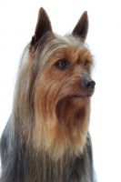 Picture of blue and tan Australian Champion Silky Terrier, portrait