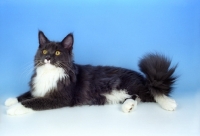 Picture of blue and white maine coon