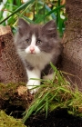 Picture of blue and white Norwegian Forest kitten