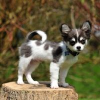 Picture of blue and white pied chihuahua pup