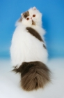 Picture of blue and white van persian, back view