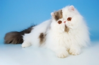 Picture of blue and white van persian, lying down