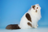Picture of blue and white van persian