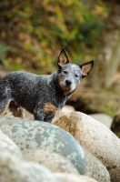 Picture of blue Australian Cattle Dog amongst rocks