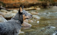 Picture of blue Australian Cattle Dog in profile