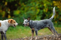 Picture of blue Australian Cattle Dog meeting another dog