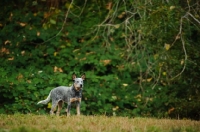 Picture of blue Australian Cattle Dog near greenery