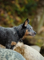 Picture of blue Australian Cattle Dog, profile