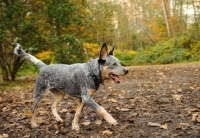 Picture of blue Australian Cattle Dog walking, Brigman Park