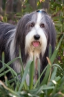 Picture of Blue bearded collie standing in grasses.