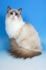 Picture of blue bi-colour ragdoll cat, looking up