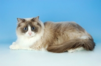 Picture of blue bi-colour ragdoll cat, lying down on blue background