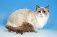 Picture of blue bi-colour ragdoll cat, lying down