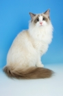 Picture of blue bi-colour ragdoll cat