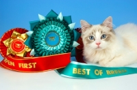 Picture of blue bi-colour ragdoll kitten with rosettes
