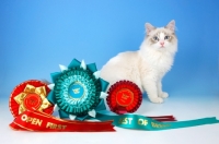 Picture of blue bi-colour ragdoll kitten with rosettes