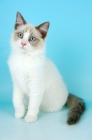 Picture of blue bi-colour ragdoll kitten