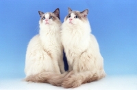 Picture of blue bicoloured Ragdolls