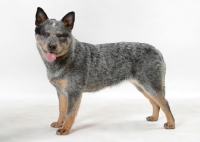 Picture of Blue Black & Tan Australian Cattle Dog