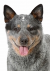 Picture of blue black tan Australian Cattle Dog, looking at camera