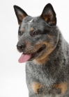 Picture of blue black tan Australian Cattle Dog, looking away
