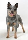 Picture of Blue Black &Tan Australian Cattle Dog on white background