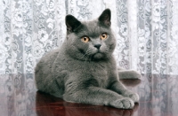 Picture of blue british shorthair cat at home