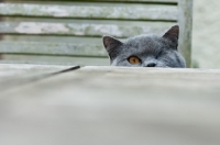 Picture of blue British Shorthair cat behind garden table