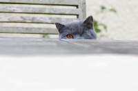 Picture of blue British Shorthair cat behind garden table