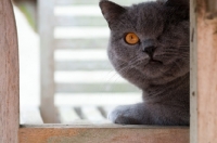 Picture of blue British Shorthair cat, blind in one eye