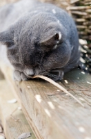 Picture of blue British Shorthair cat chewing leaf