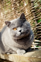 Picture of blue British Shorthair cat crouching near fence