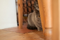 Picture of blue British Shorthair cat hiding behind kitchen table